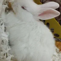 خرگوش