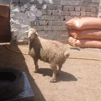 دام زنده ،توغلی ، گوسفند|حیوانات مزرعه|اردبیل, |دیوار