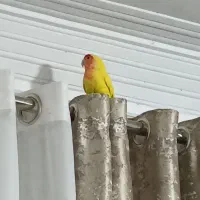 طوطی کوتوله سخنگو