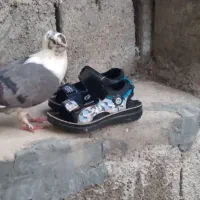 کفتر