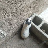 خرگوش