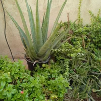 انواع گل مناسب آپارتمان وتراس وحیاط|گل و گیاه طبیعی|پاکدشت, پاکدشت (مامازند)|دیوار