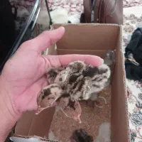 سلام جوجه ۴روزه بوقلمون