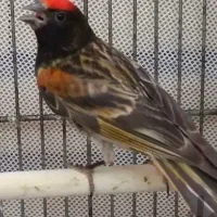 سهره گلبسر|پرنده|ملایر, |دیوار