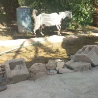 بز نژاد دار