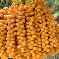 رطب و خرما برحی آبادان|خوردنی و آشامیدنی|قم, یزدان‌شهر|دیوار