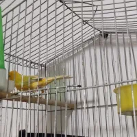 ماده پرتغالی آماده آماده رابرا کار نداده|پرنده|شیراز, شهرک مهرگان|دیوار