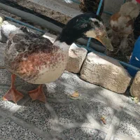 اردک