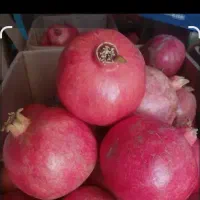 فروش انار میخوش درجه یک