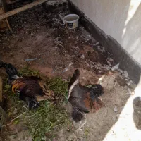 مرغ وخروس|حیوانات مزرعه|اهواز, ۳۰ متری|دیوار