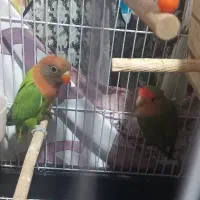 پرنده|پرنده|قدس, شهرقدس|دیوار