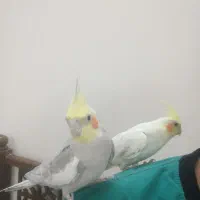 عروس هلندی جفت