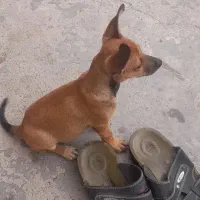 سگ پاکوتاه