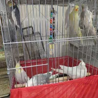 عروس هلندی