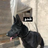 سگ ژرمن نر بلک پدر مادر دار .توافقی|سگ|کرج, ملارد|دیوار