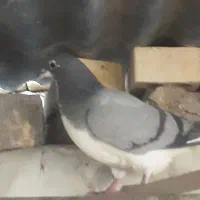 کبوتر بدرنگ|پرنده|مهاباد (اصفهان), |دیوار