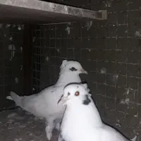 کفتر کبوتر شاپر خال ابی کم خال|پرنده|چرداول, |دیوار