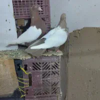 سبز دمسفید ، زاغ دمسفید|پرنده|شهریار, شهرک بهاران (ویره)|دیوار