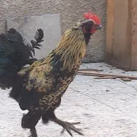 یک عدد خروس پر پا خوشکل