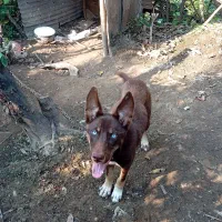 فروشی|سگ|رحیمآباد, |دیوار