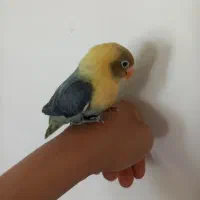 یک عدد طوطی برزیلی نژاد پاربلو نرمه خور