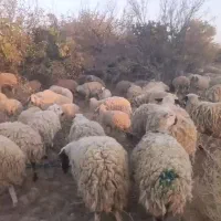 گوسفند میش و بزغاله