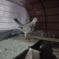 ابلغ|پرنده|پردیس, فاز ۸|دیوار