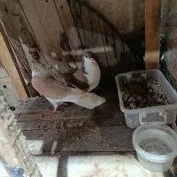 کبوتر دوبال