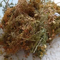 کاه عدس و گاو دانه