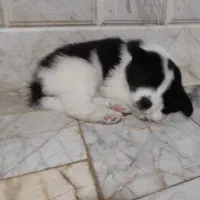 سااموید دورنگ سیاه و سفید|سگ|نجفآباد, رحمت آباد|دیوار