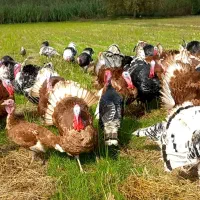 بوقلمون محلی|حیوانات مزرعه|آستانه اشرفیه, |دیوار