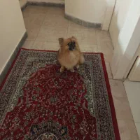 یک سگ پامر با ادب و حرف گوش کن|سگ|تهران, نیروی هوایی (پیروزی)|دیوار