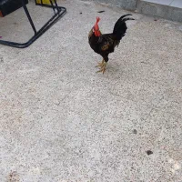 خروس