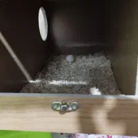 عروس هلندی جفت با تخم|پرنده|ری, عباسآباد|دیوار