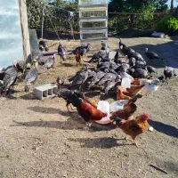 تخمبوقلمون|حیوانات مزرعه|تنکابن, |دیوار