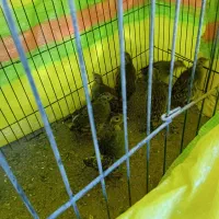 بدبده بخون صحرایی|پرنده|دره رود, |دیوار