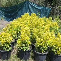 شمشاد طلایی گلدان ۱۰ تعداد ۶۰