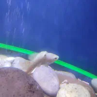 ماهی اسکار|ماهی|ری, سیزده آبان|دیوار