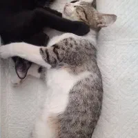 فروش گربه خونگی dsh نژاد هندی|گربه|بابل, |دیوار