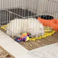 توله سگ پامرانین خرسی پامر خرسی