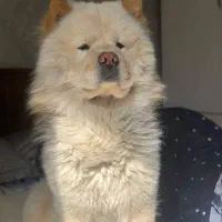 سگ چاو چاو جهت جفتگیری|سگ|تهران, شهرآرا|دیوار