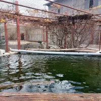 ارودک ماندارین|پرنده|رباطکریم, شهرستانک|دیوار