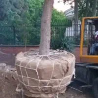 نهال و درخت کاج ارتفاع از ۳ متر تا۸متر تولید مشهد|خدمات باغبانی و درختکاری|مشهد, خین عرب|دیوار