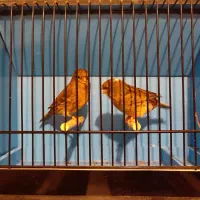 قناری|پرنده|کرج, عظیمیه|دیوار