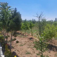 فروش دو قطعه باغچه هر کدام به متراژ ۳۳۰ متر|فروش زمین و ملک کلنگی|تنکمان, |دیوار