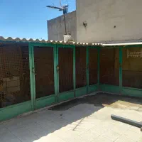گنجه کبوتر