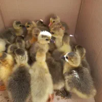 جوجه غاز محلی|حیوانات مزرعه|نقده, |دیوار