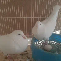 نر و ماده سفید پلاکی