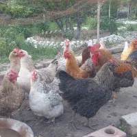 ۱۷عددمرغ وخروس محلی