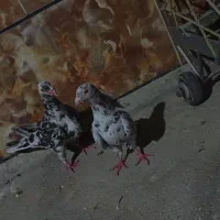 کبوتر دورگ رنگی